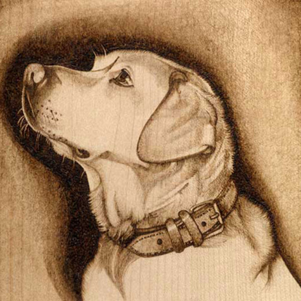 labrador pyrography by jo