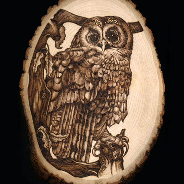 tawny owl by jo