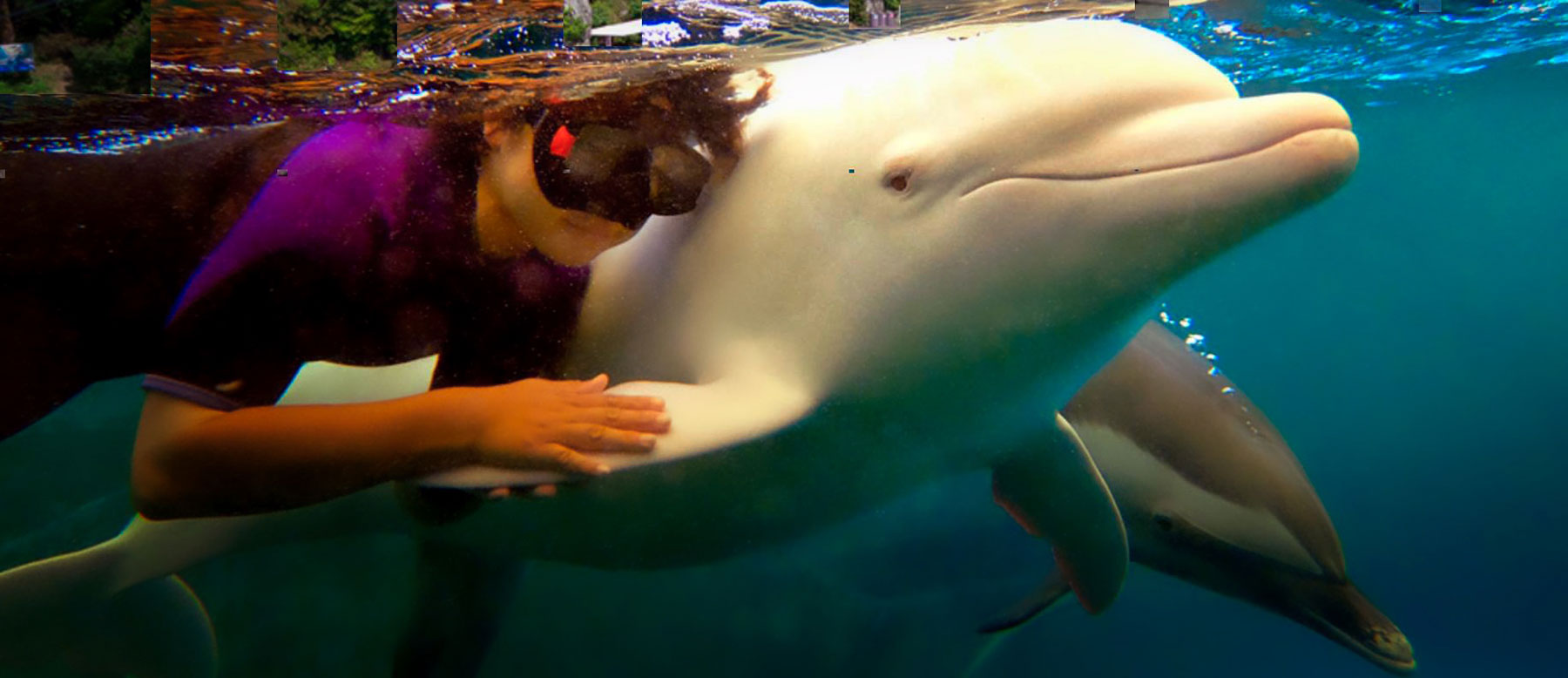 angel in taiji