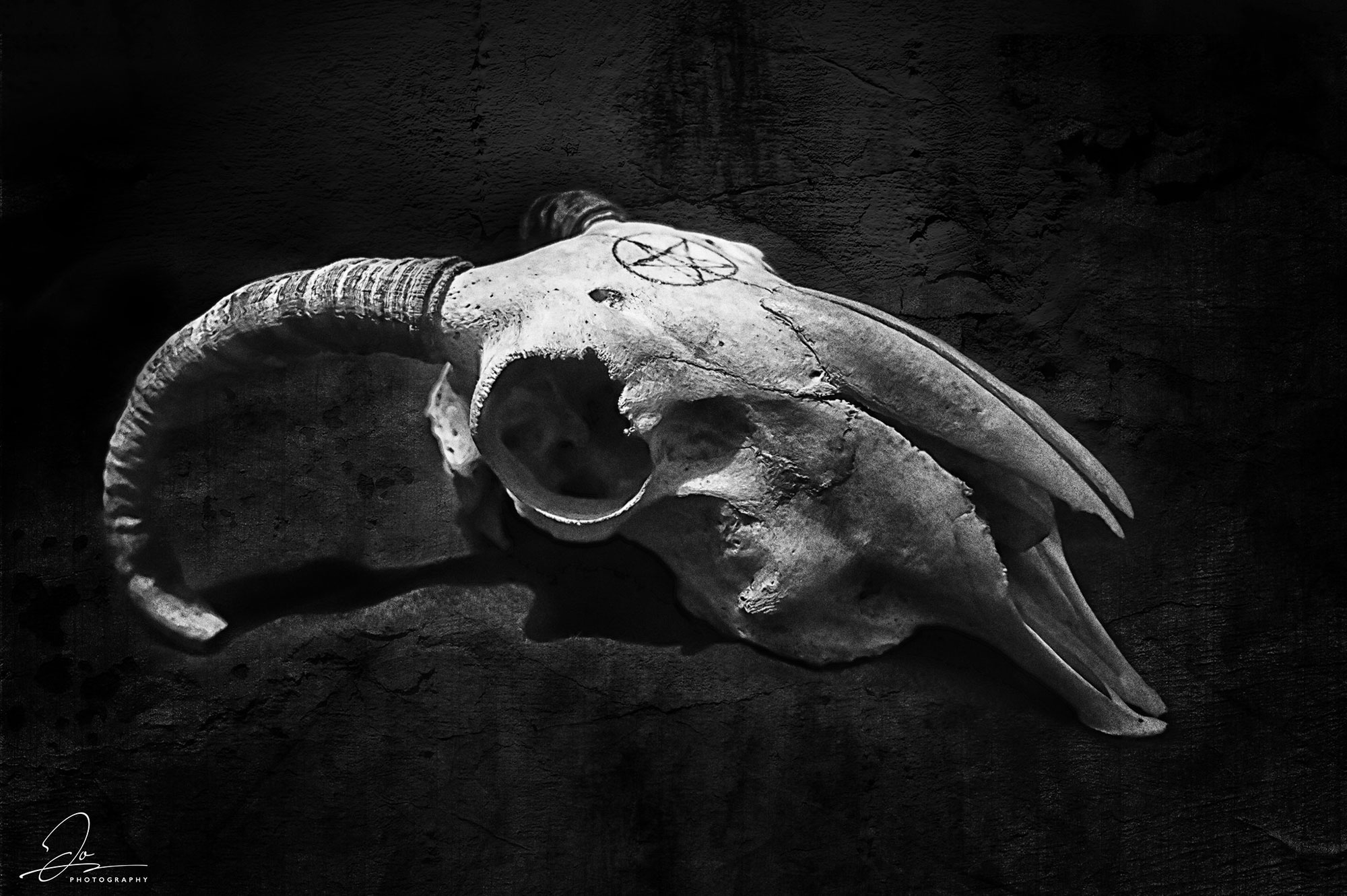 Skull Photographic study with textures