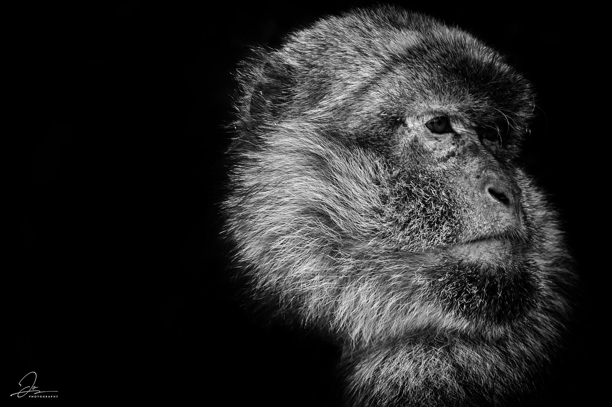 Barbary Macaque Head Study