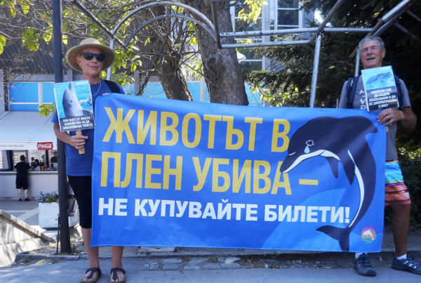 Protest at Festa dolphinarium