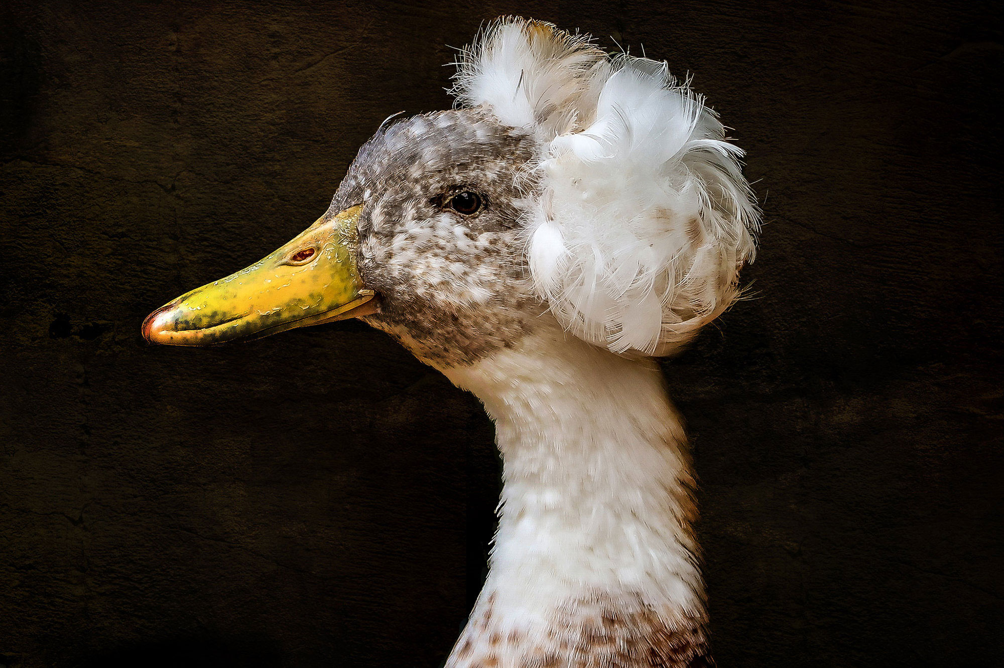 Crested Duck