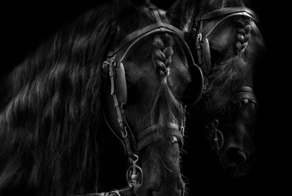 Black Horses by Jo Phillips