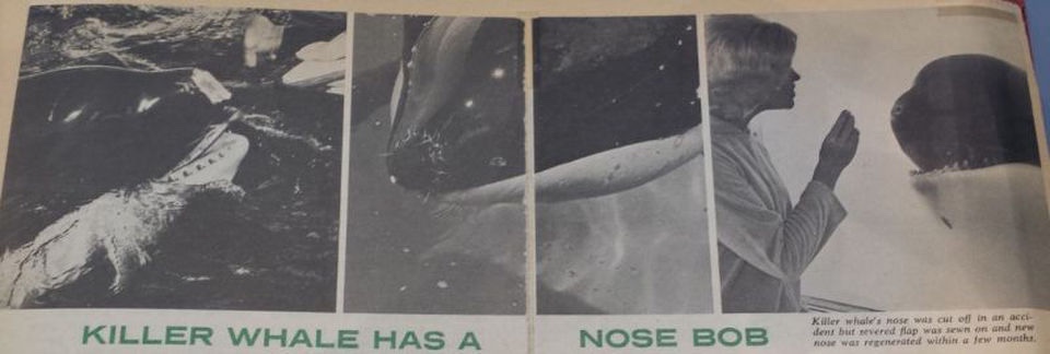 Hugo's nose