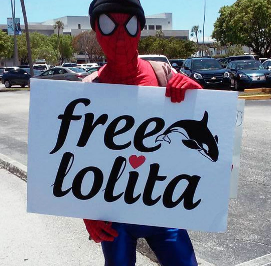 spiderman free lolita!