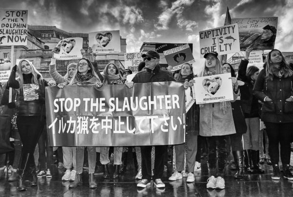 Photography by Jo Stop the Slaughter