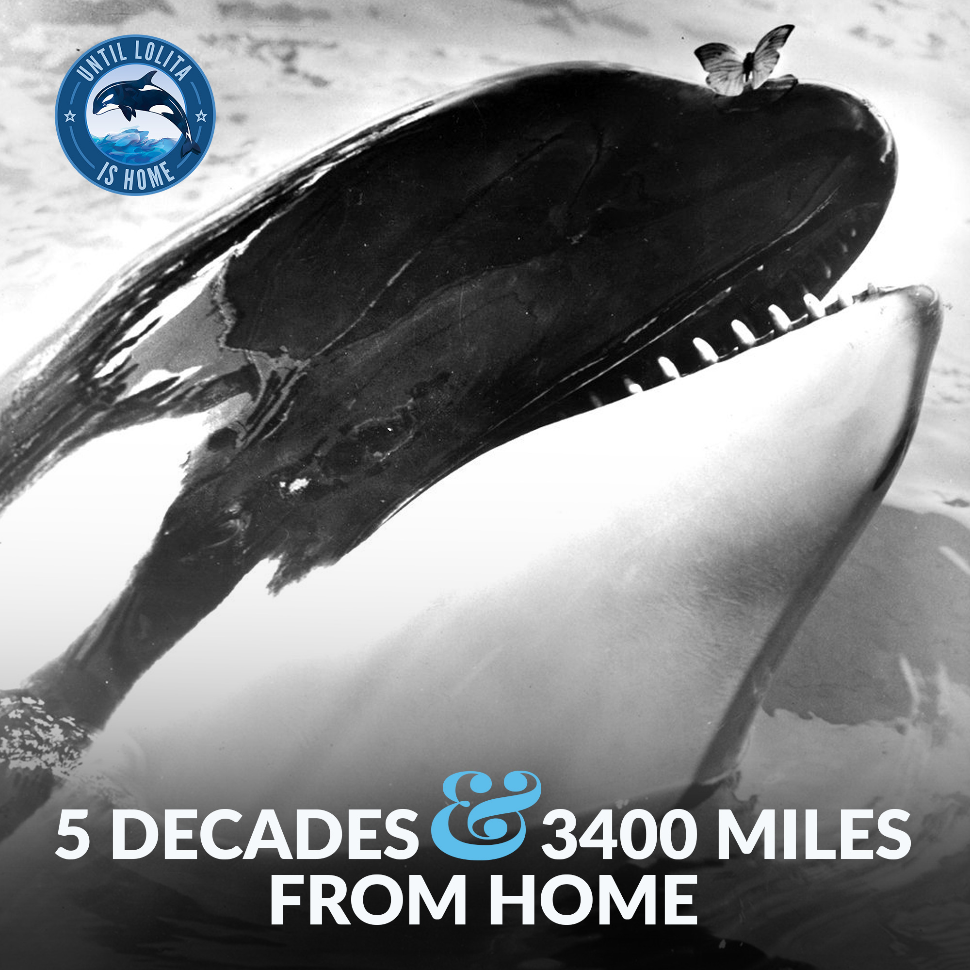 hugo orca