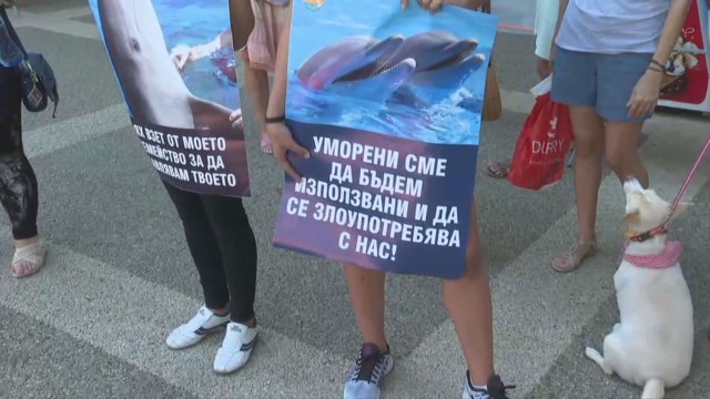 Festa dolphinarium