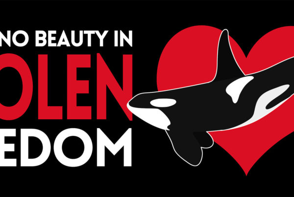 No Beauty in Stolen Freedom banner