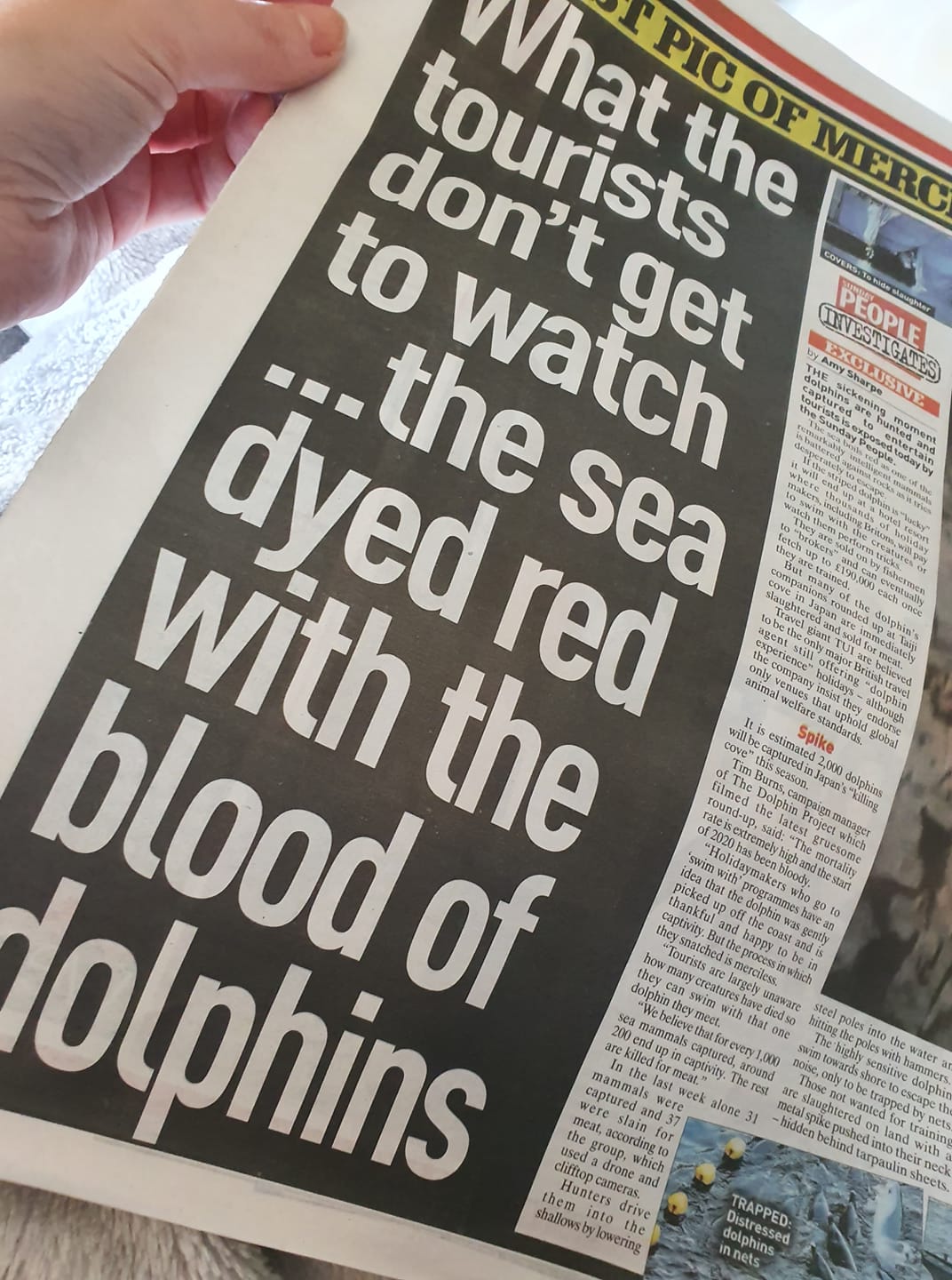 blood of dolphins news paper
