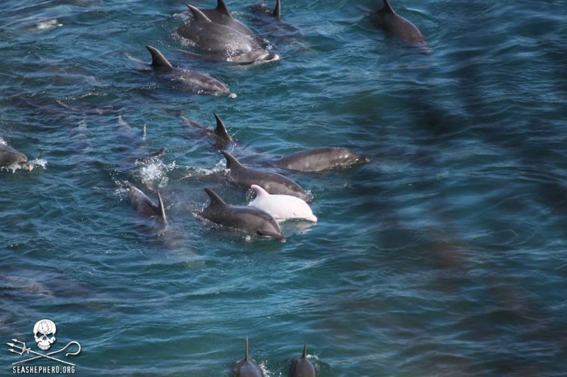 Angel capture Taiji