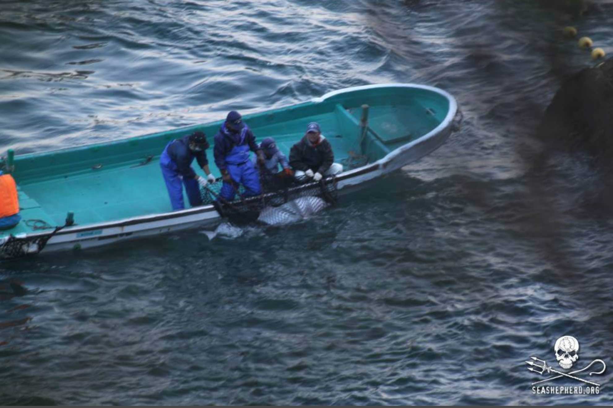 Angel captured by Taiji hunters