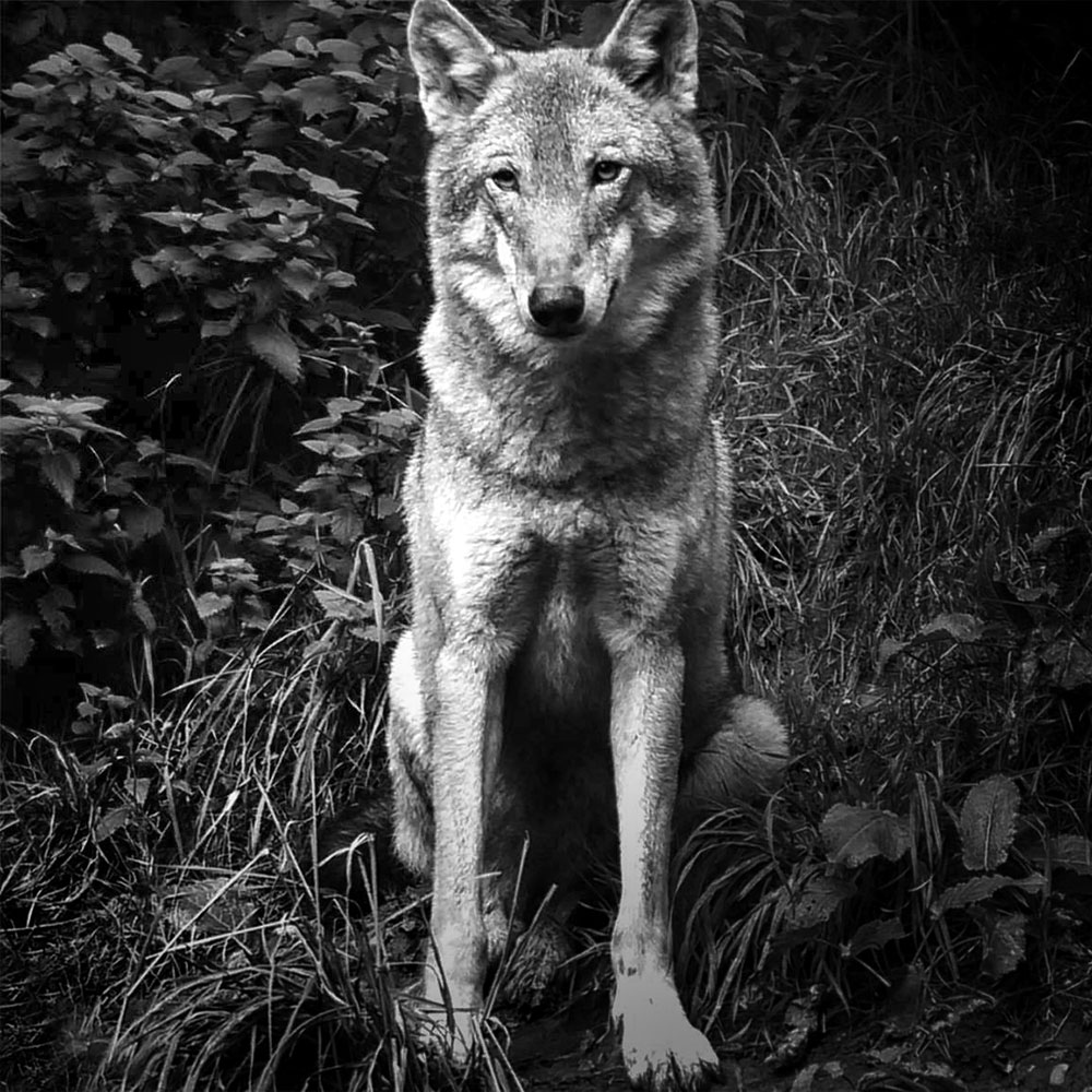 Anja
