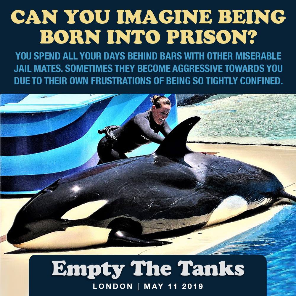 Orca captivity meme