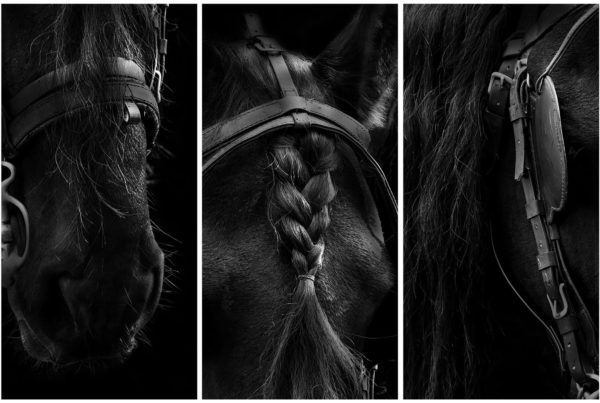 Horse Triptych