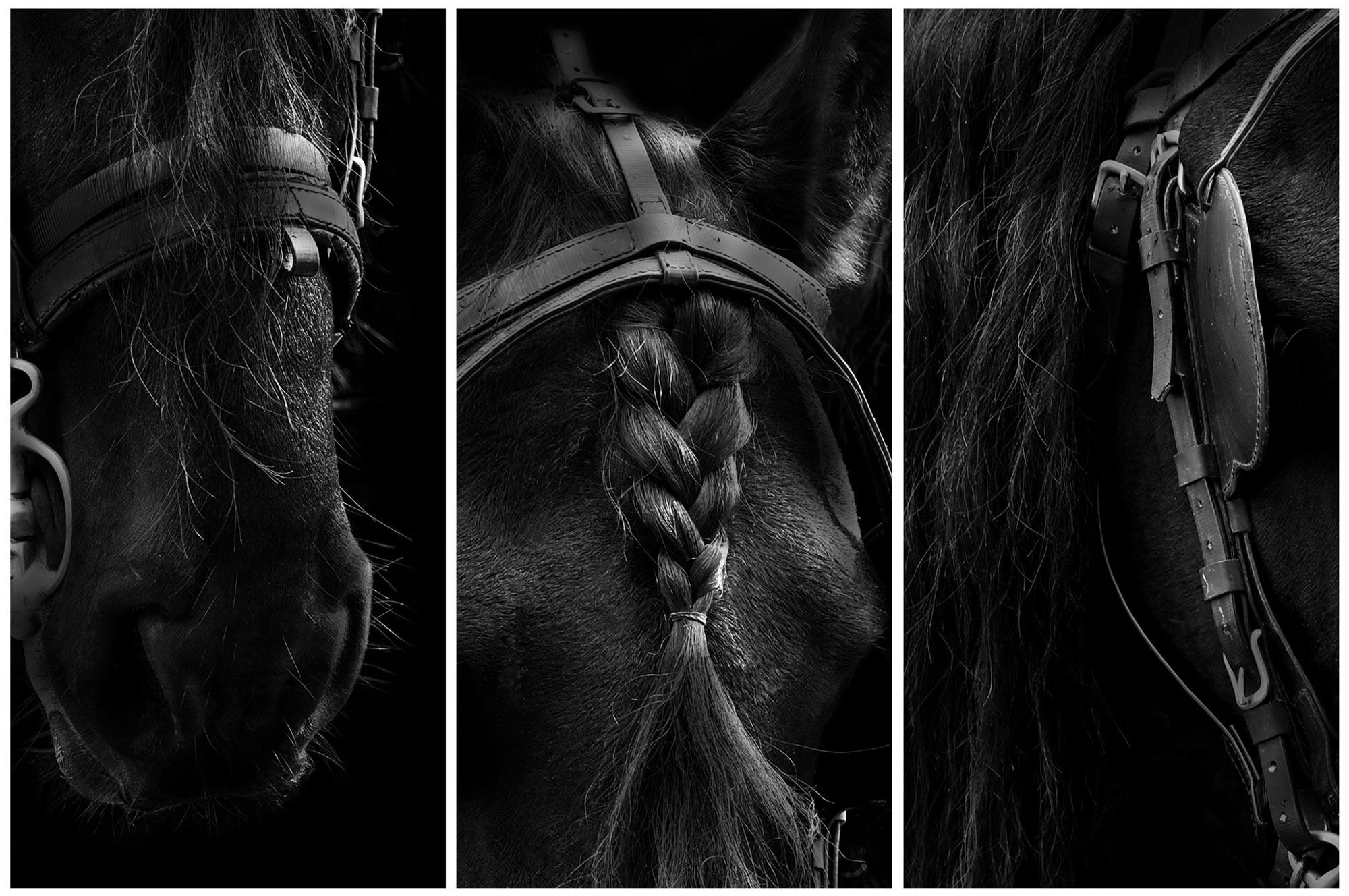 Triptych – Parts of Animals of the Same Species