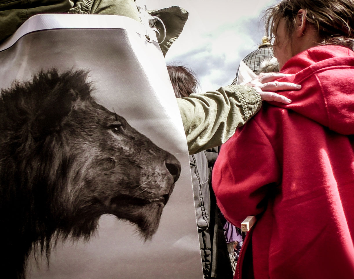 marching for lions by Jo Phillips