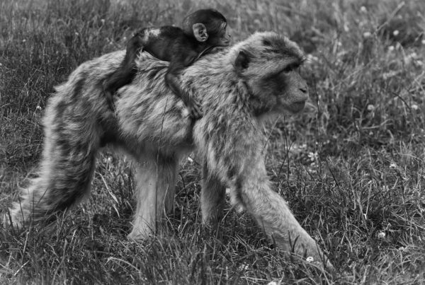 Mother and baby Barbary Macaque by Jo Phillips