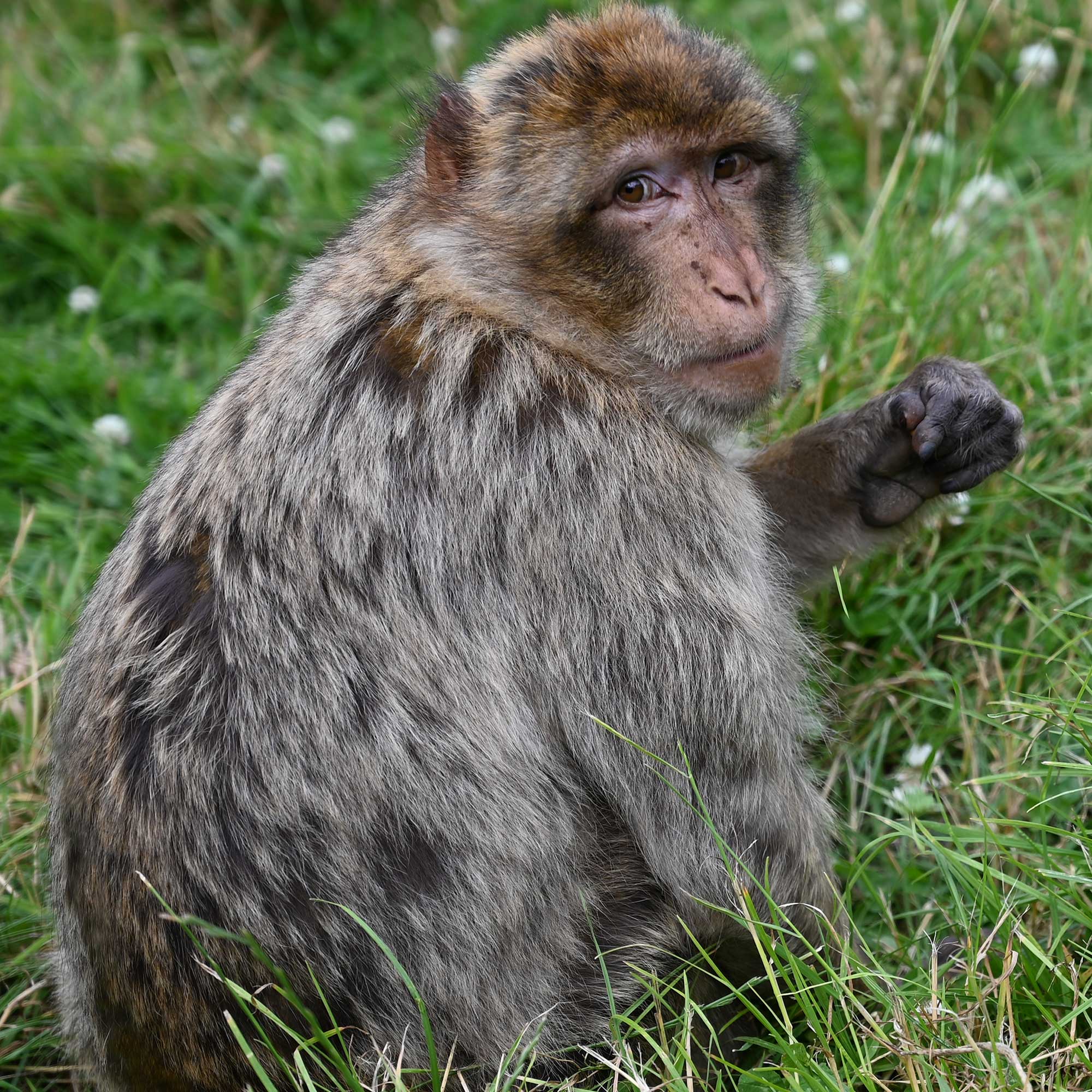 Barbary Macaque at Trentham