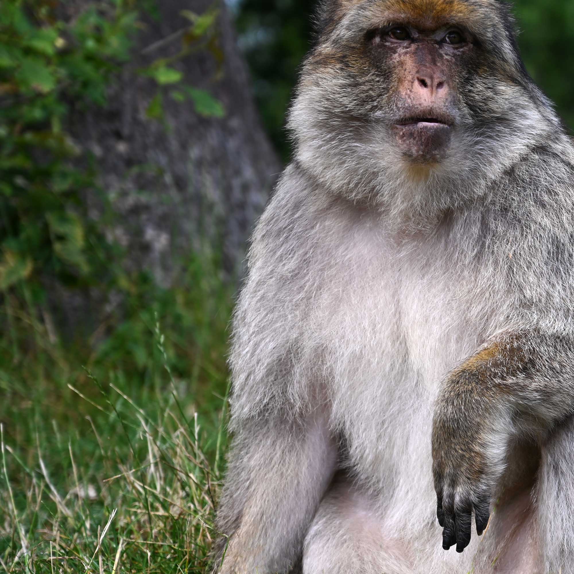 Photo of Barbary Macaque By Jo