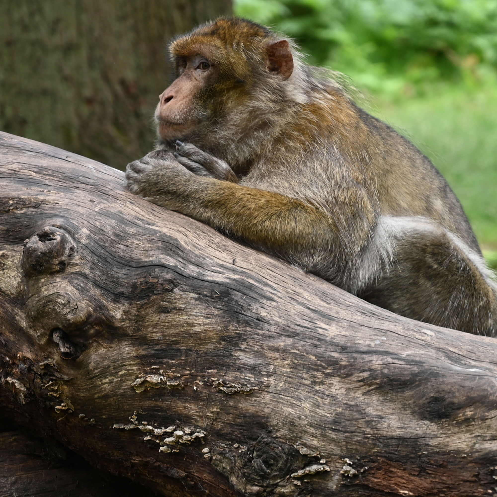 Macaque by Jo Phillips