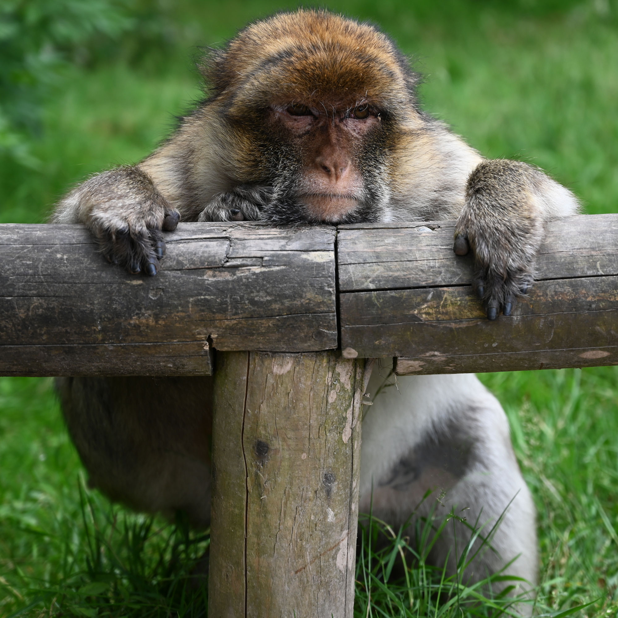Barbary Macaque by Jo Phllps