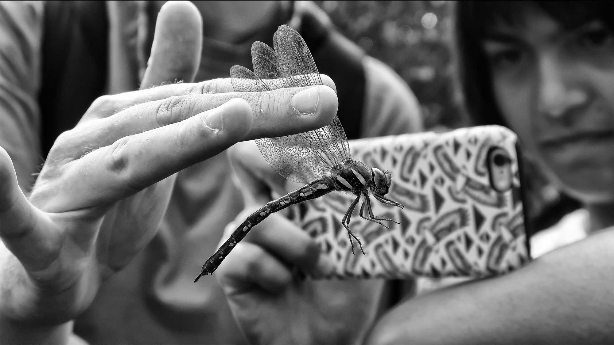 Chris Packham’s U.K BioBlitz – Prees Heath