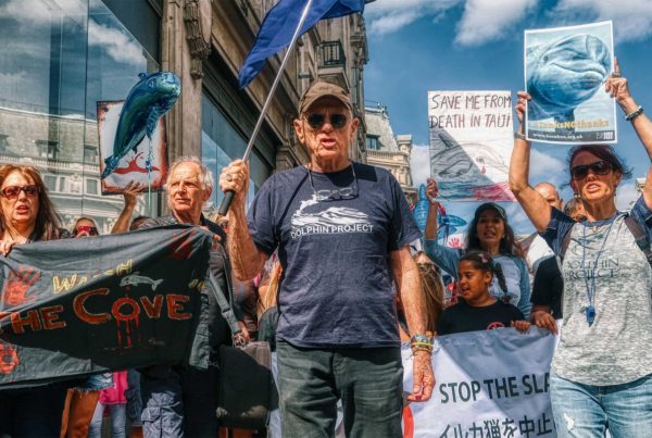 Stop The Dolphin Slaughter