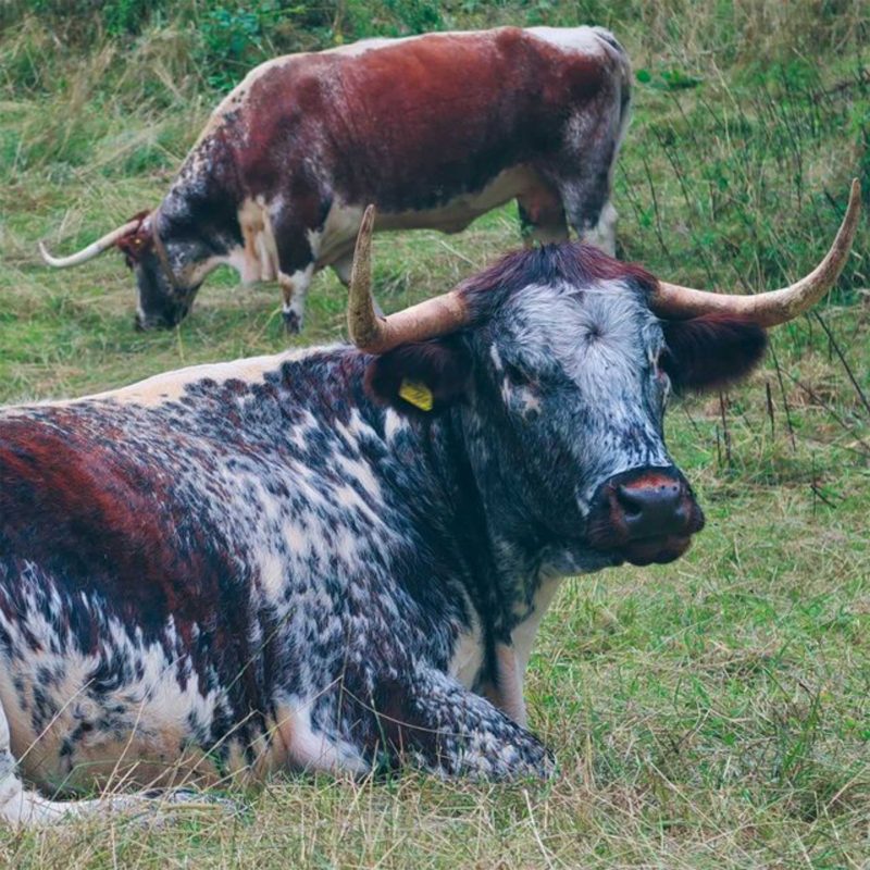 Longhorn Cattle