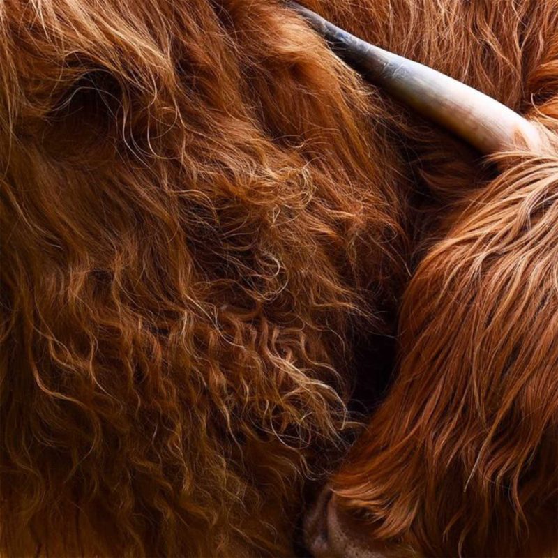 Highland Cow