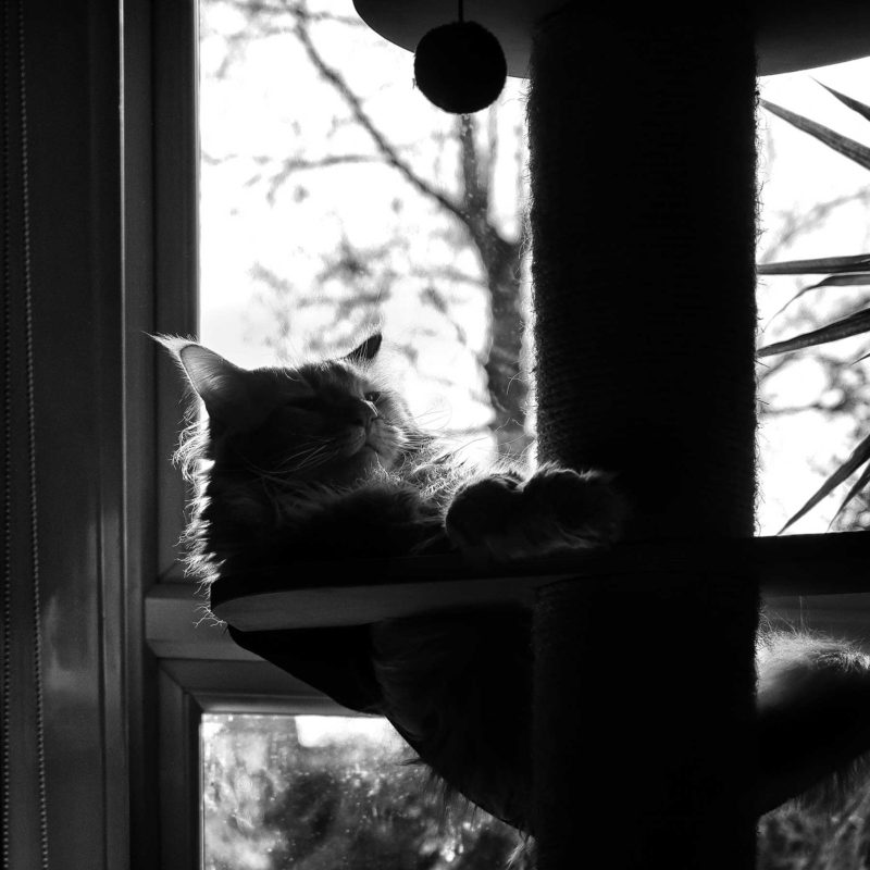 Dirty Windows, Dozing Cat