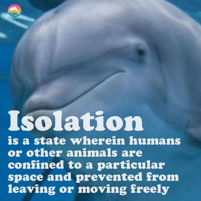 isolation + captive dolphins