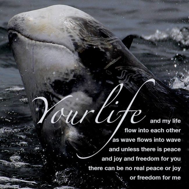 Your Life - Taiji dolphin slaughter