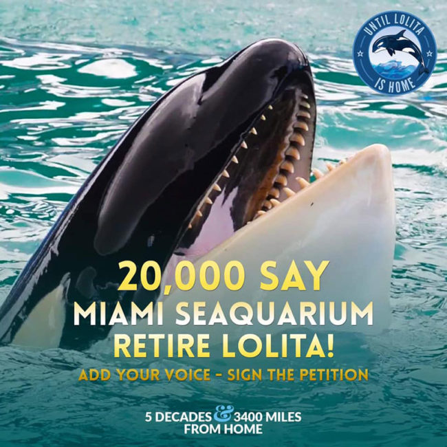 Retire Lolita