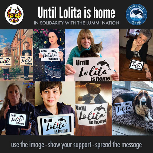 Until Lolita is Home