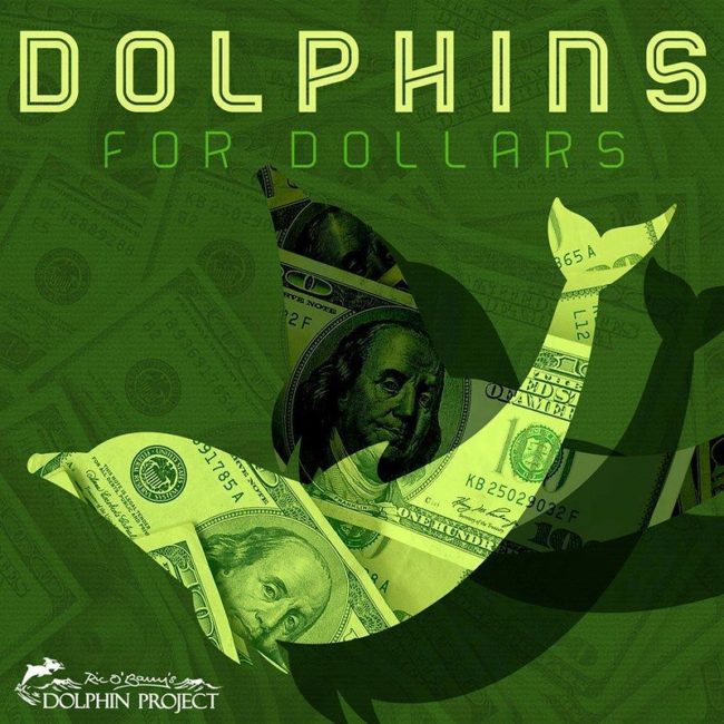 dolphins for dollars