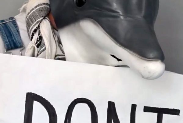 A message to the G7 from the dolphins