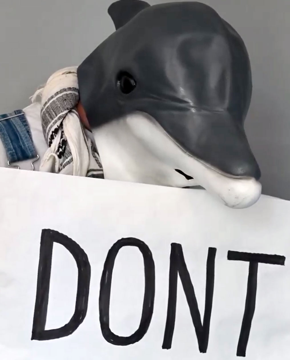 A message to the G7 from the dolphins