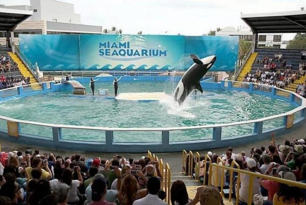 Lolita seaquarium