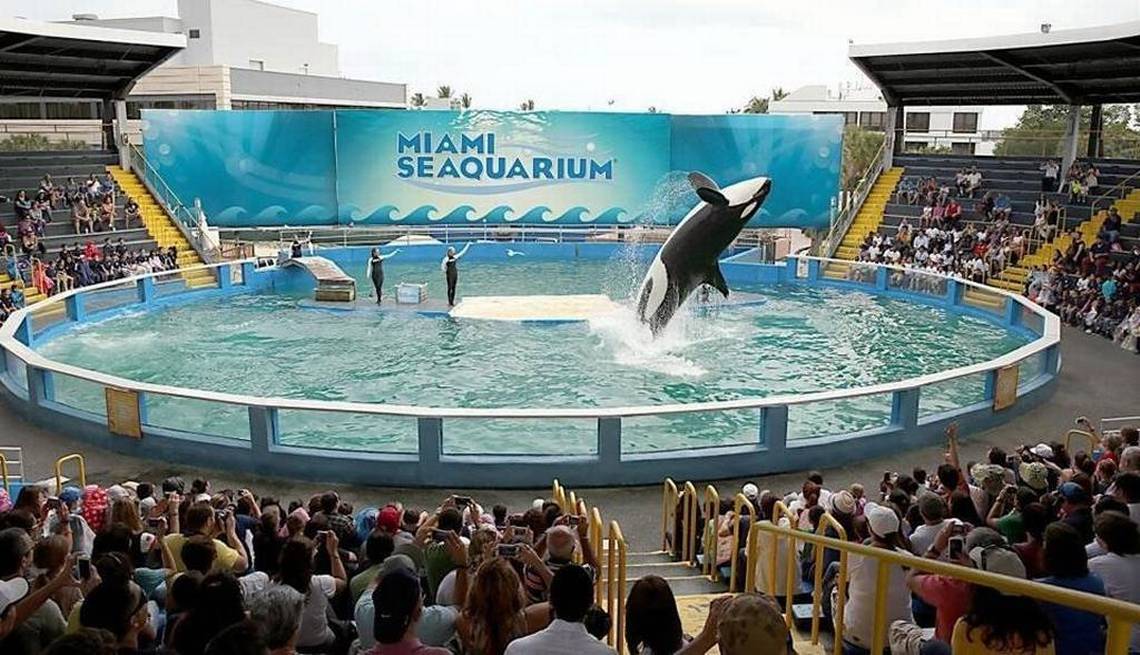 The Dolphin Company Acquires the Miami Seaquarium