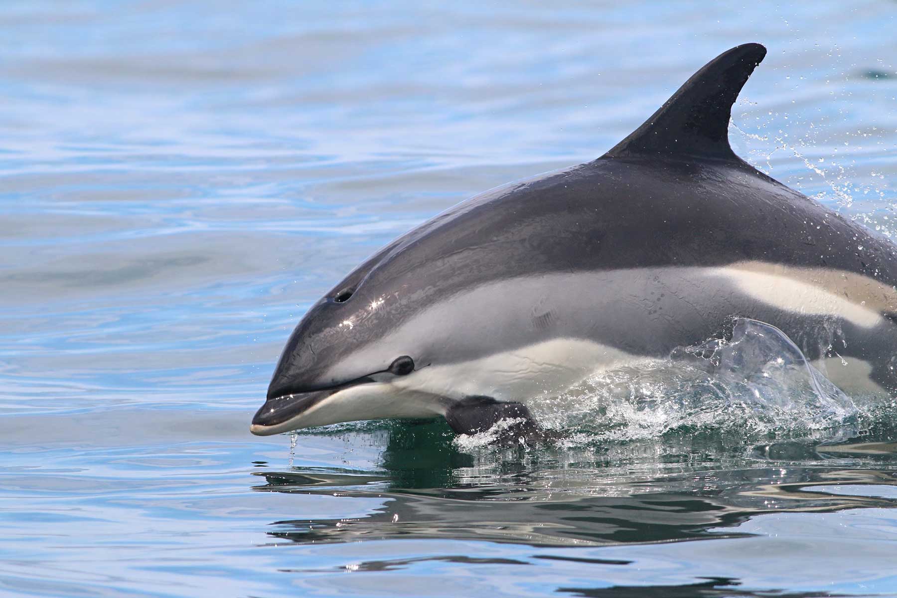 1428 dolphins killed in the Faroe Islands