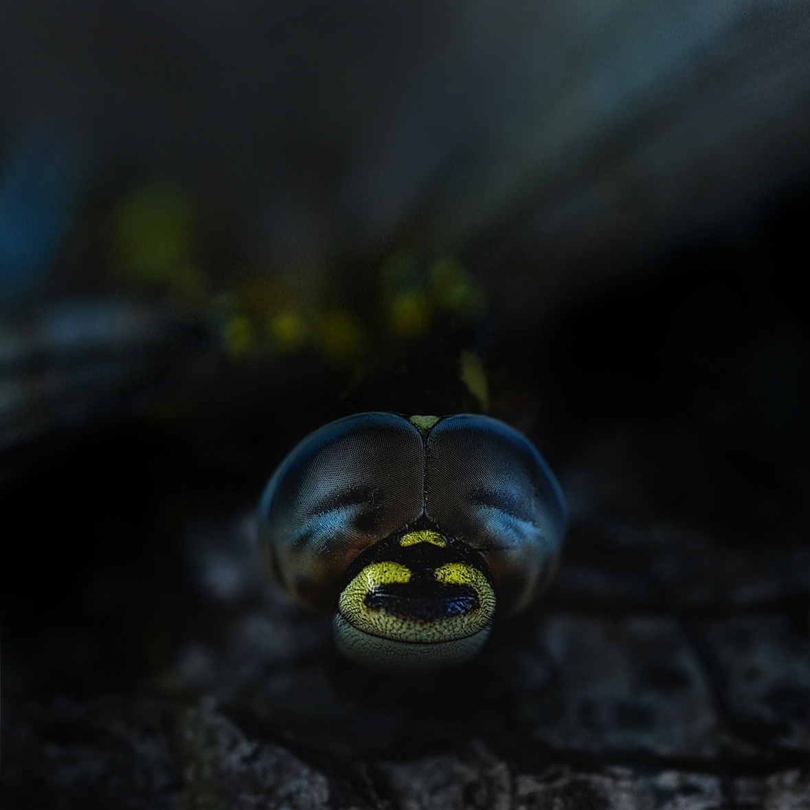 dragonfly