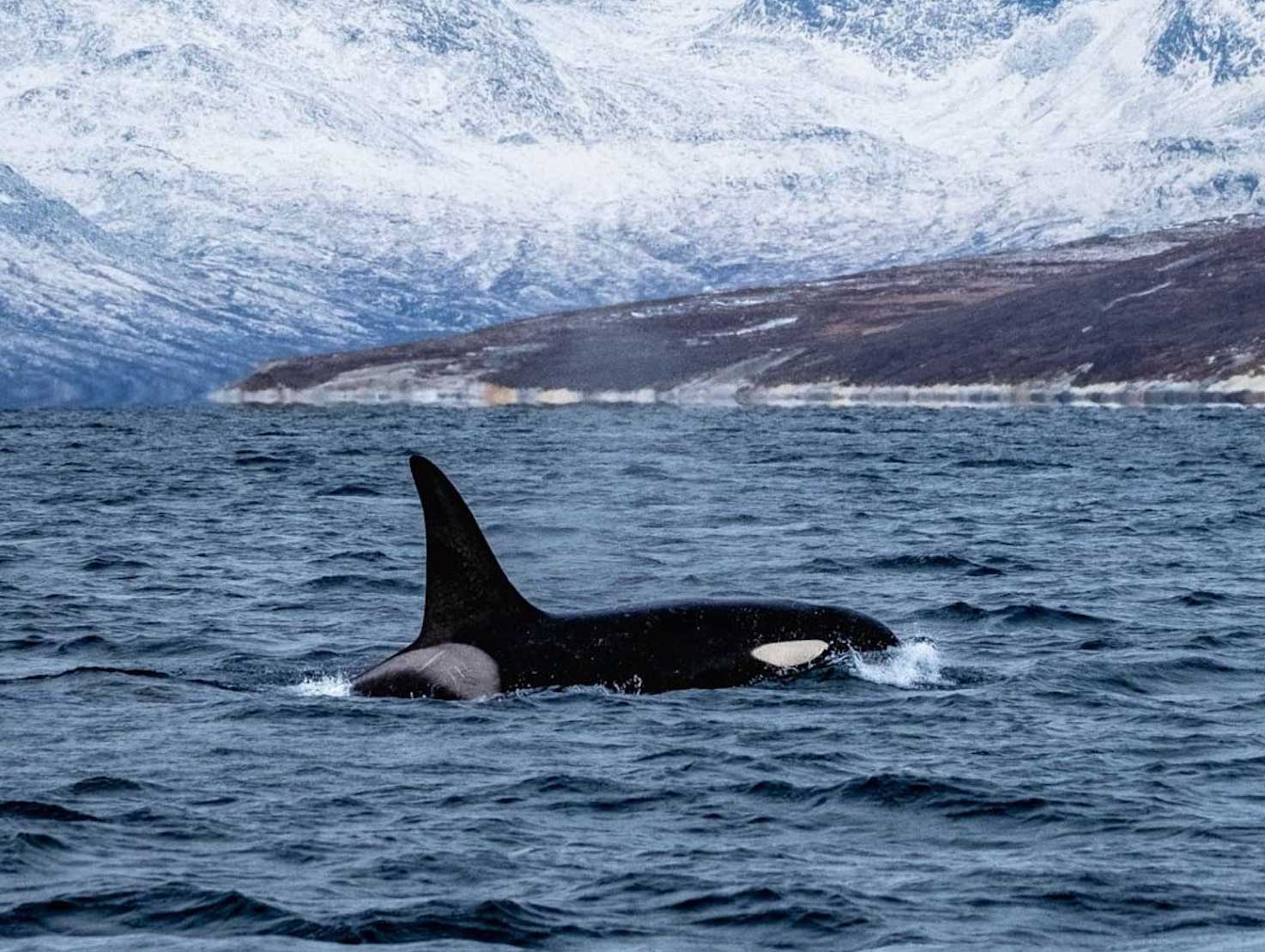 Orca shot and killed in Nuuk fjord, Greenland