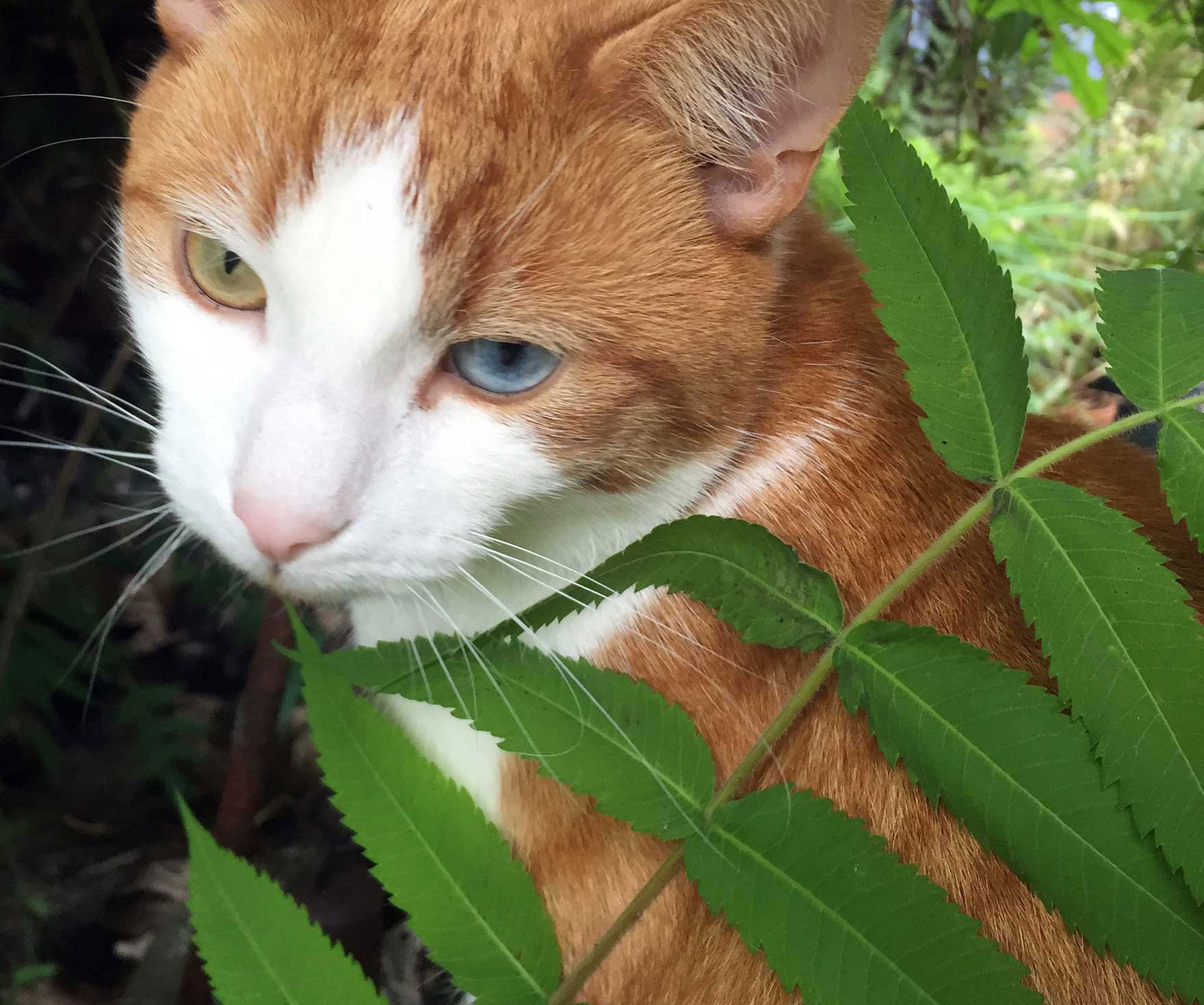 “Planting fruit trees for loved ones lost, that will feed our wildlife for a lifetime.”