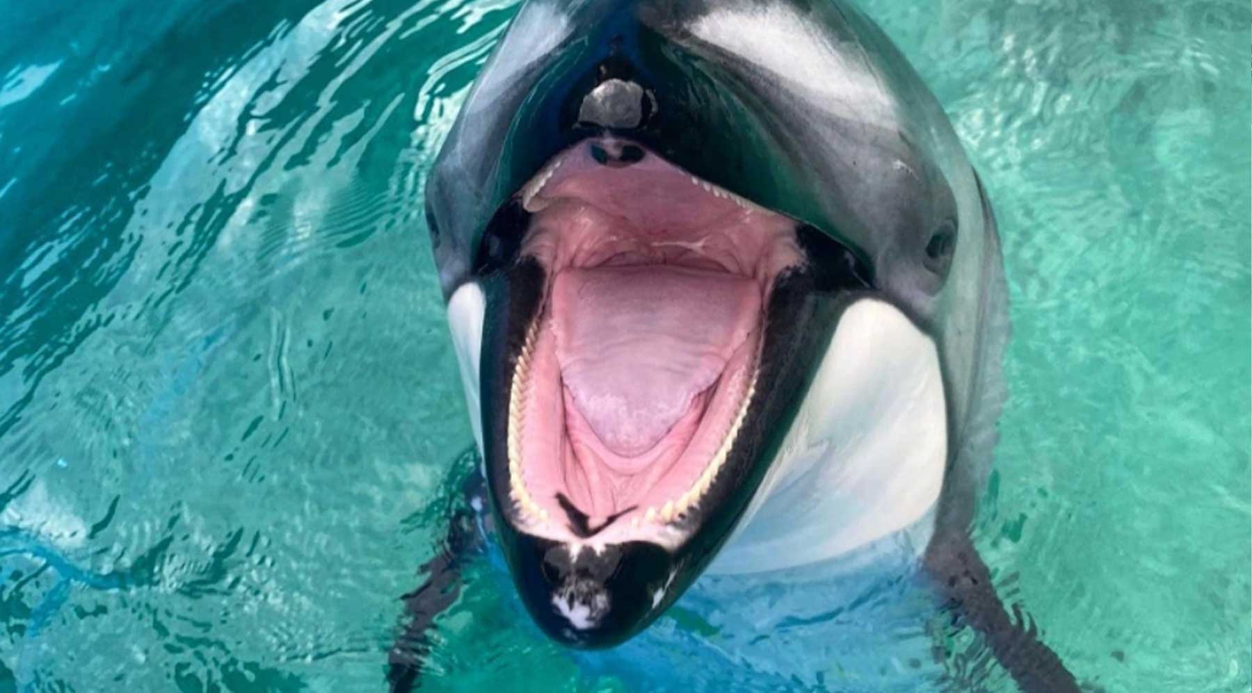New investigations, lease delay & 3 further deaths at Miami Seaquarium