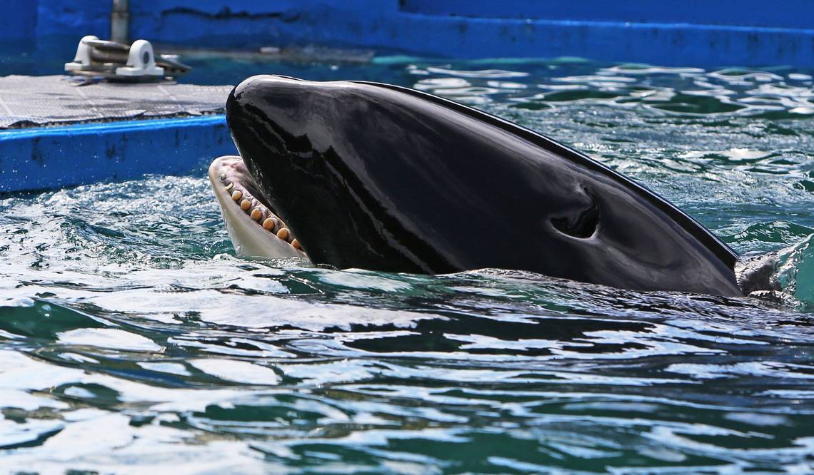 New investigations, lease delay & 3 further deaths at Miami Seaquarium