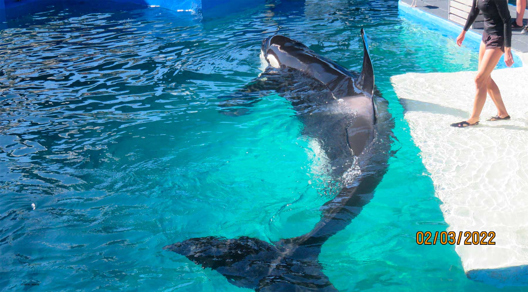 Part 2: Feb 21-Mar 7  The shows are over for Lolita