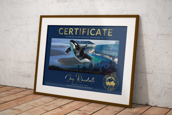 Certificate of Appreciation - Until Lolita is Home by Jo Phillips