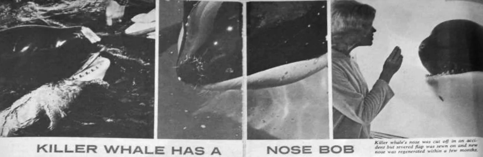 nose-job-hugo